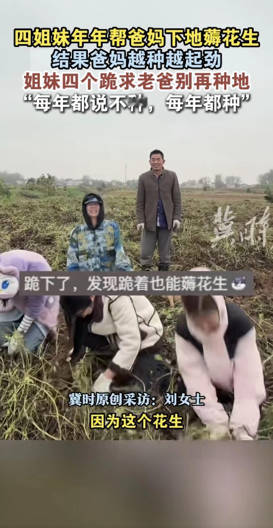 这家四姐妹太有意思了！每年都回老家帮爸妈收花生，结果老人越种越起劲，地还越种越多