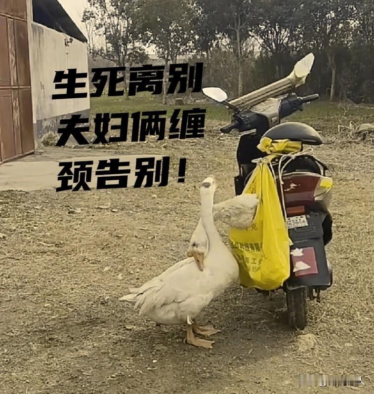 年关将至，主人把家养的鹅送到集市售卖。蛇皮袋中母鹅的鹅鹅鹅叫声凄婉而苍凉，公鹅寻