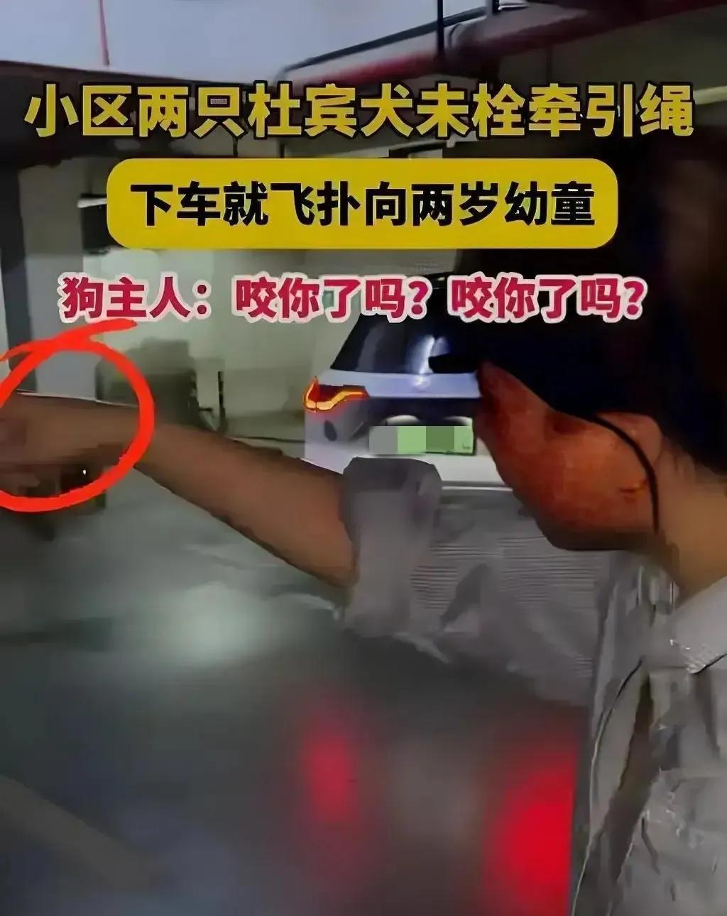 请大家帮忙看看狺狺狂吠的是什么品种的犬？见识浅薄只知道未拴绳子的是杜宾犬7月1
