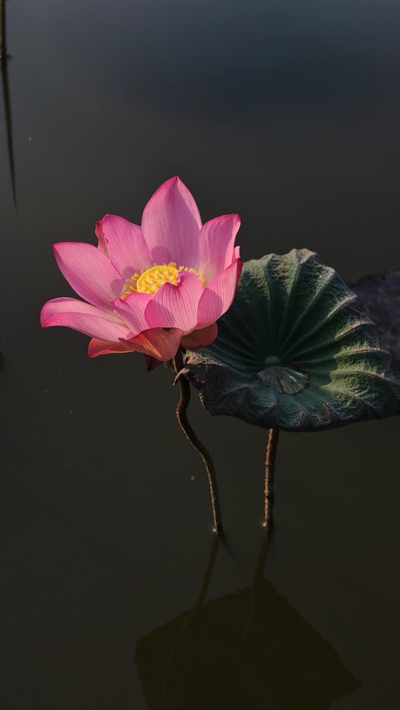 分享漂亮的荷花《秋荷》（手机原创摄影）