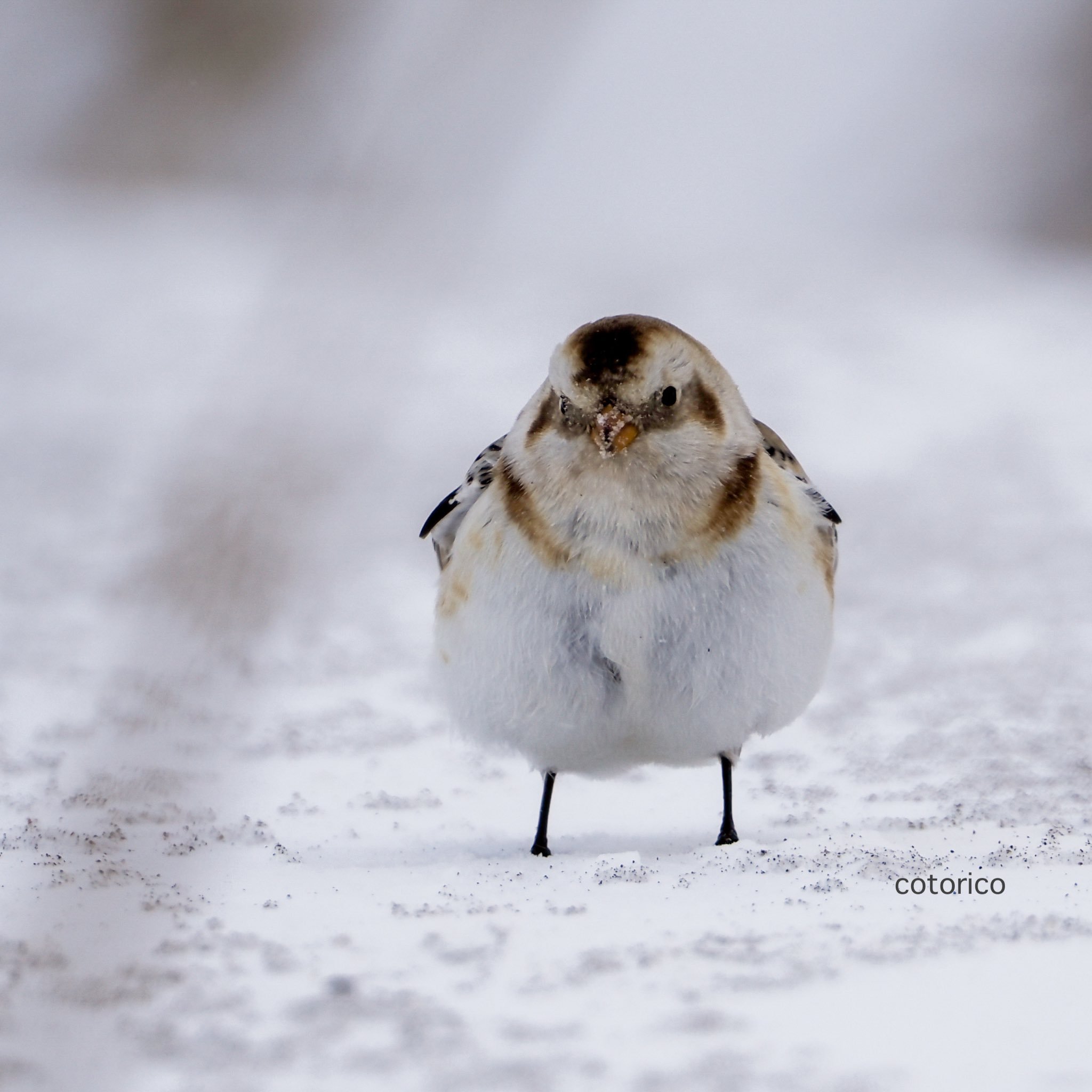这个摄影师镜头下的肥啾，都好圆啊【推：BwP787】