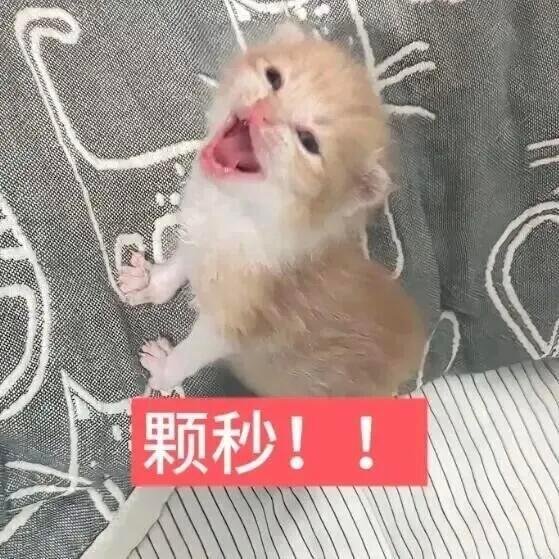 一想到小猫小狗身无分文我就想笑，也没有手机玩，也没钱买东西。每天顶着俩妙脆角，在