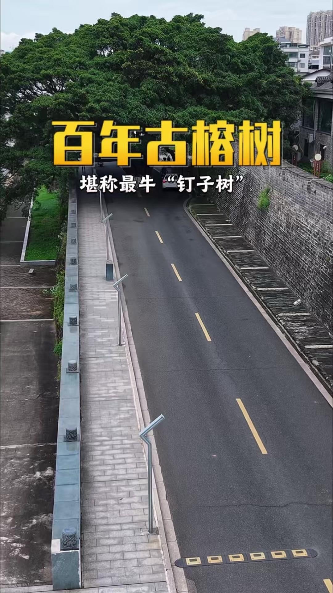 吉安街头惊现马路中央的古榕树，树干直挺挺地立在路中间，堪称最牛“钉子树”。据