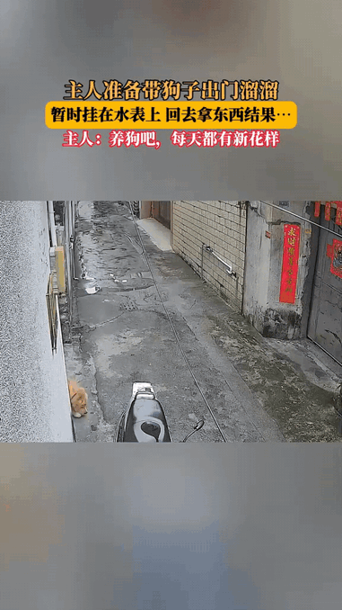 笑不活了！山东一位主人每天都要带狗狗出门遛弯，这天刚走到胡同口，突然发现手机落家