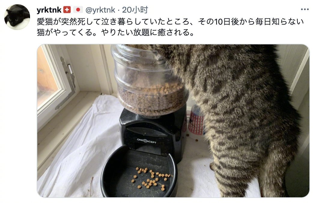 日本网友爱猫突然去了喵星球，正当他伤心难过的时候，10天后不知道从哪来了一只猫，