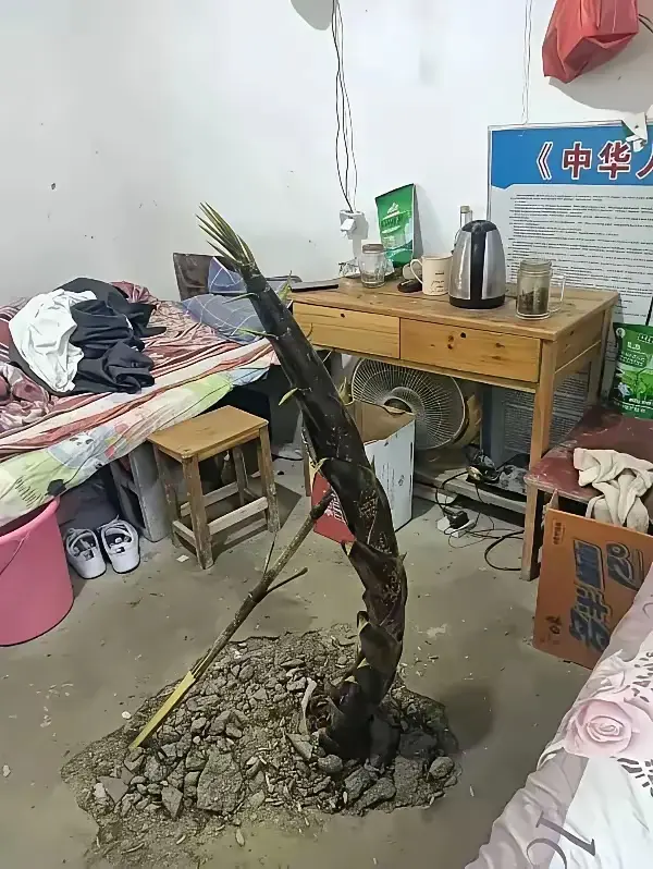 出差一个月，家里长出这么大的笋了，厉害了。
