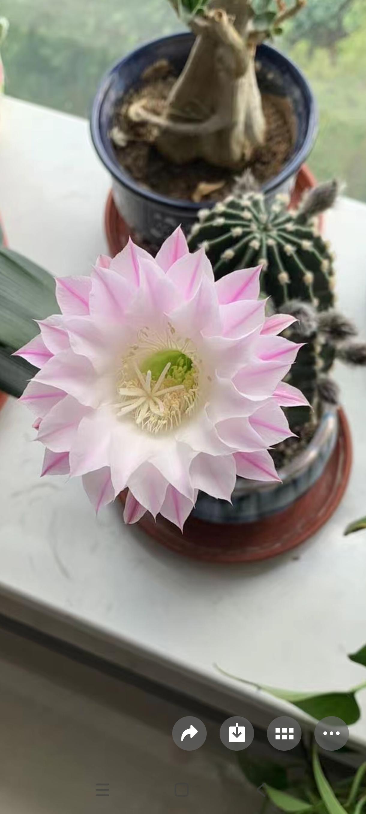 因为它开花好看，所以我也养了一盆。但不知啥原因，感觉这花被我养得一半活着，一半好