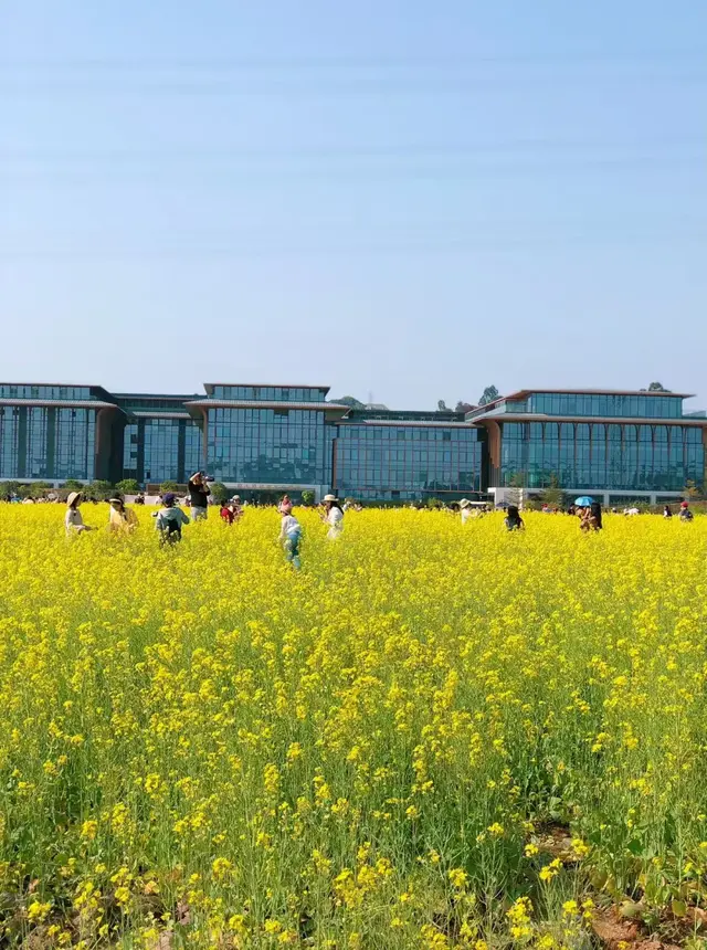 广州隐秘的一片岛屿油菜花, 地铁直达, 还能看廊桥落日