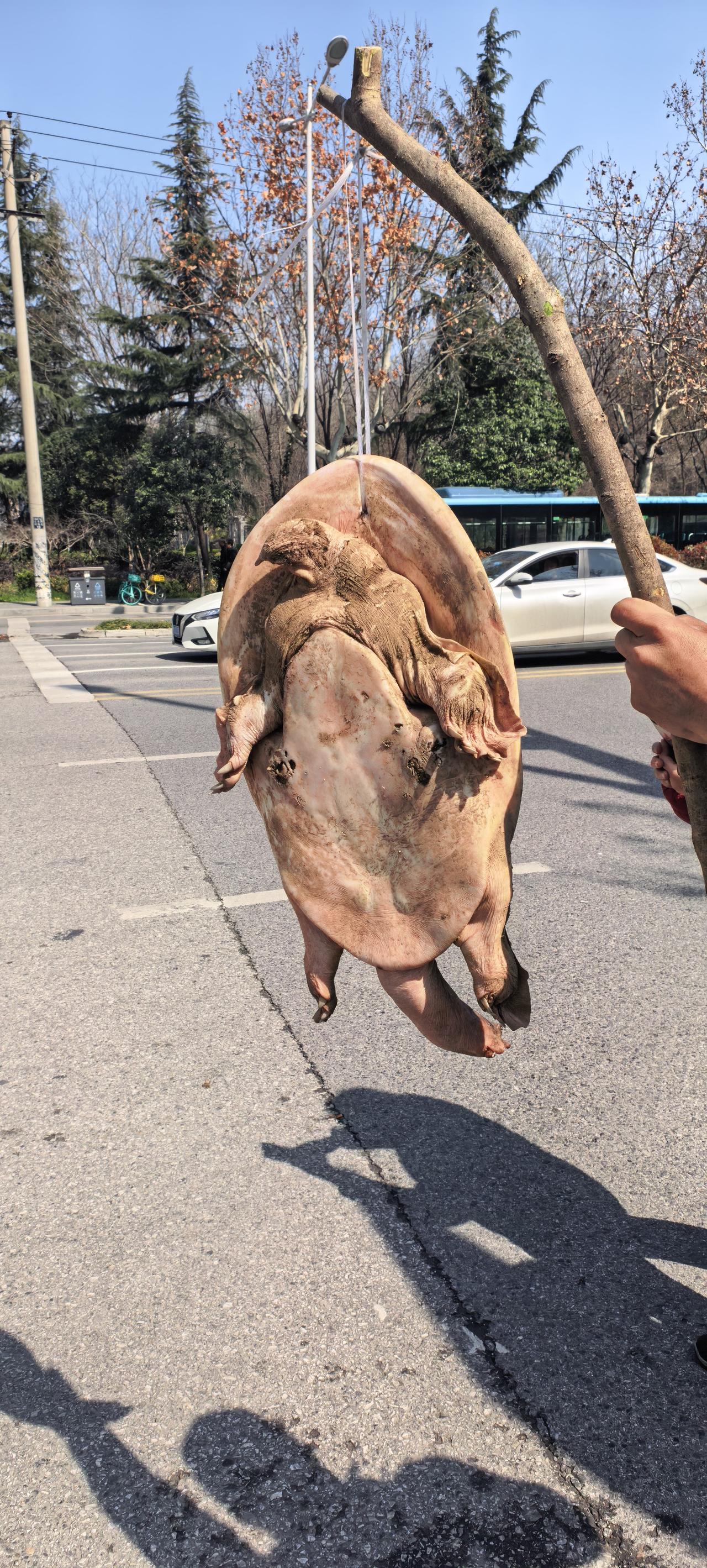 刚才在路边看到的，有个大哥用棍子挑了一个乌龟在叫卖，说是他在工地上干活时从土里挖