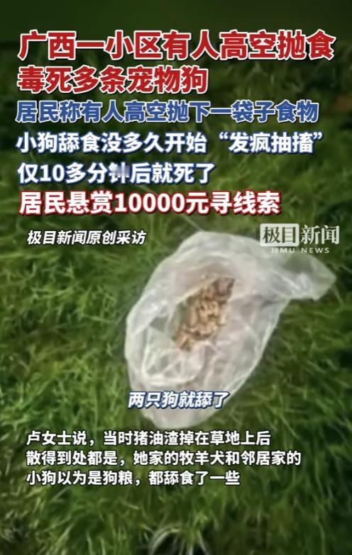 简直坏透了！8月21日，广西崇左，一小区有居民从高空扔袋子，里面的食物洒落在草丛
