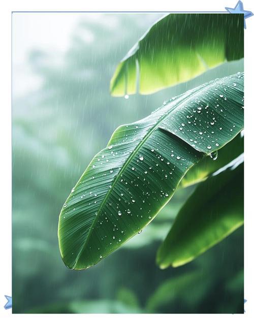 上联：清风来访，翠竹摇头装醉客下联：微雨叩问，芭蕉颔首扮雅士