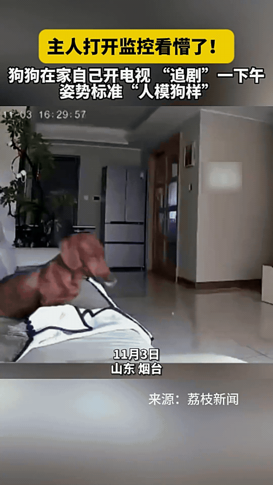 “这狗子怕不是成精了!”山东烟台，主人上班间隙打开家中监控，本想看看毛孩子在家是