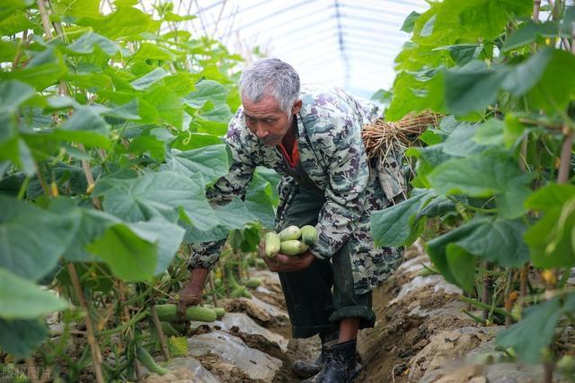 黄瓜、豆角、玉米等育苗移栽好? 还是用种子直接种好? 用事实说话