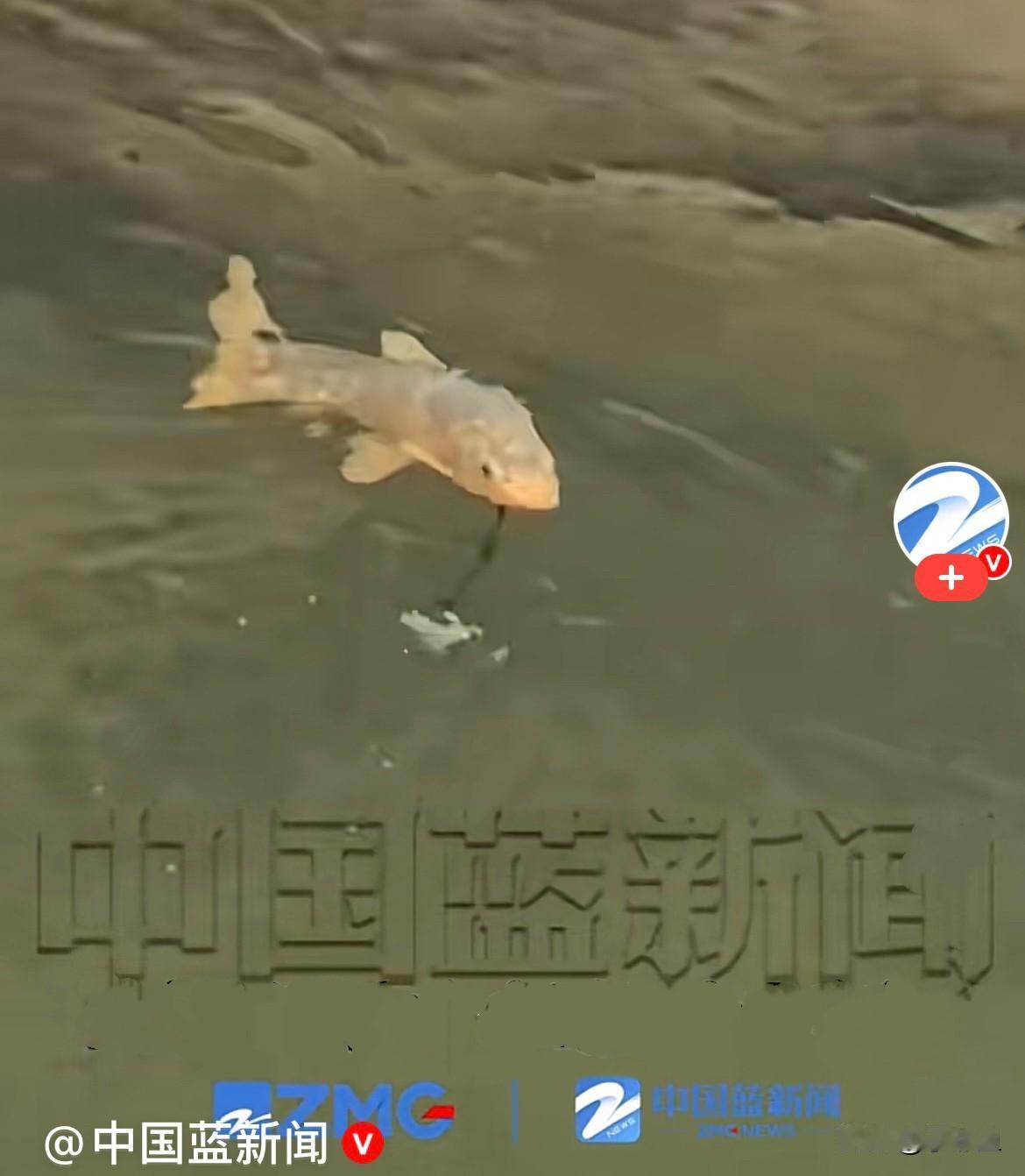 太神奇了……近日，浙江一景区，一游客蹲在池塘边认真投喂锦鲤，神情专注，一不小心