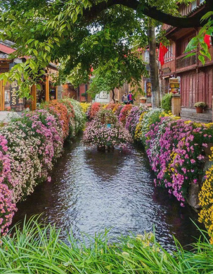 丽江古城，花香满城，如痴如醉。​​​​