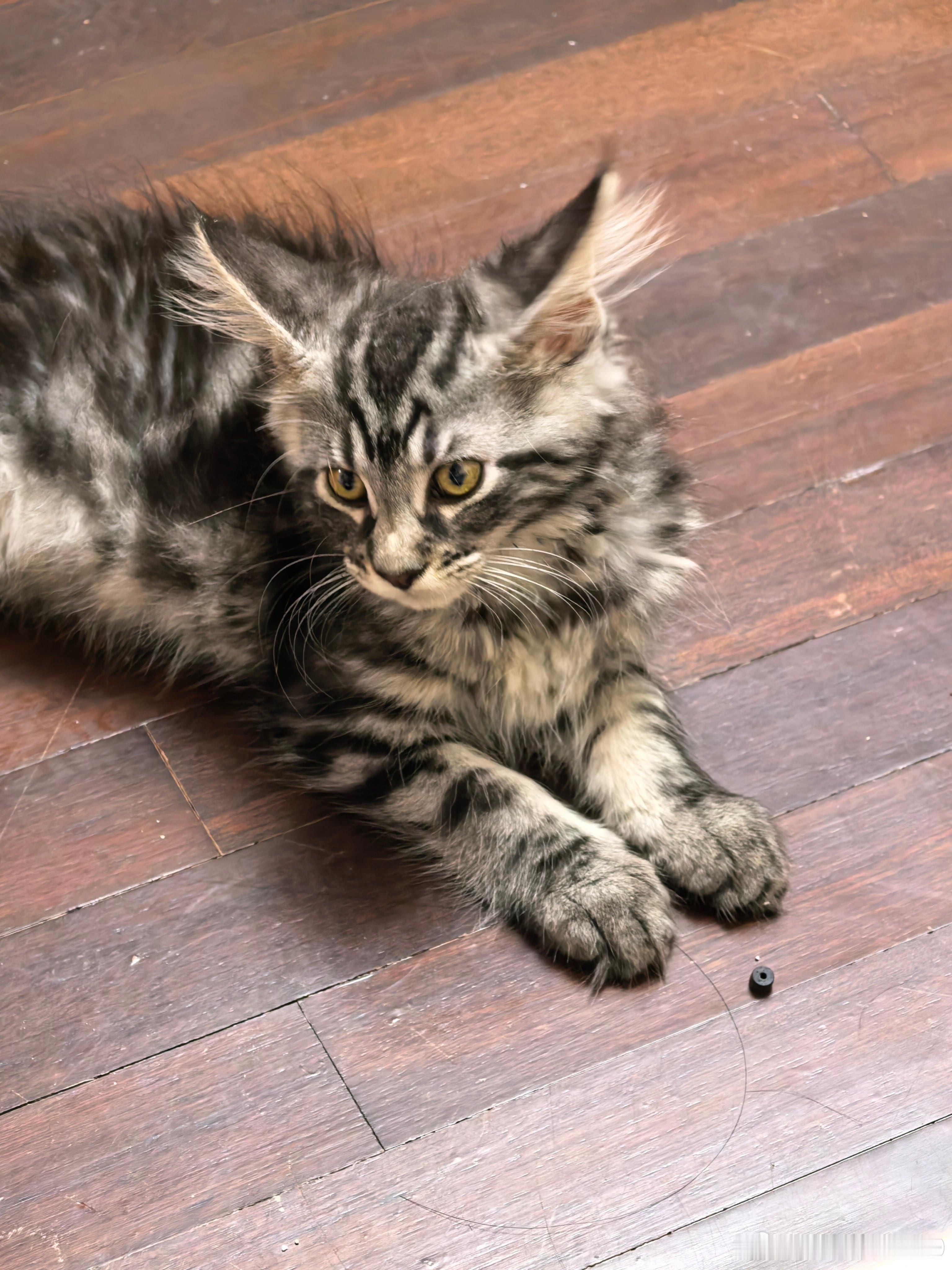 之前嘲笑养猫多现在我居然也养了三只大家喜欢哪只多一点