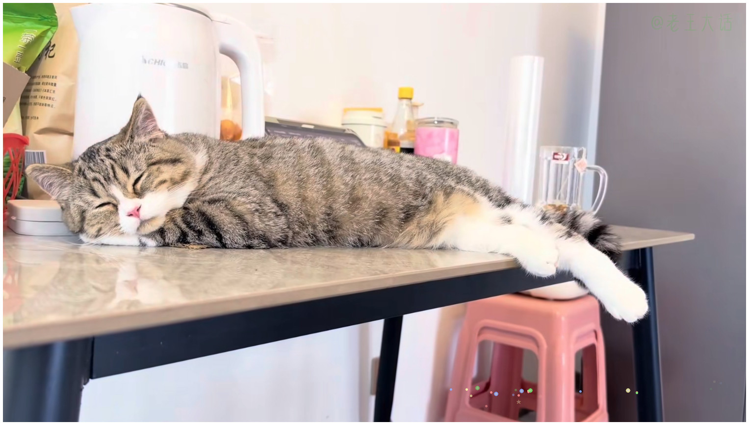 不知道小猫枕手手睡觉，会不会手麻