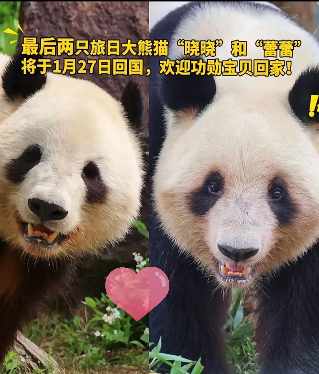 说真的上野动物园那场面太逗了。1月27号，十万日本民众哭天抢地，那架势跟