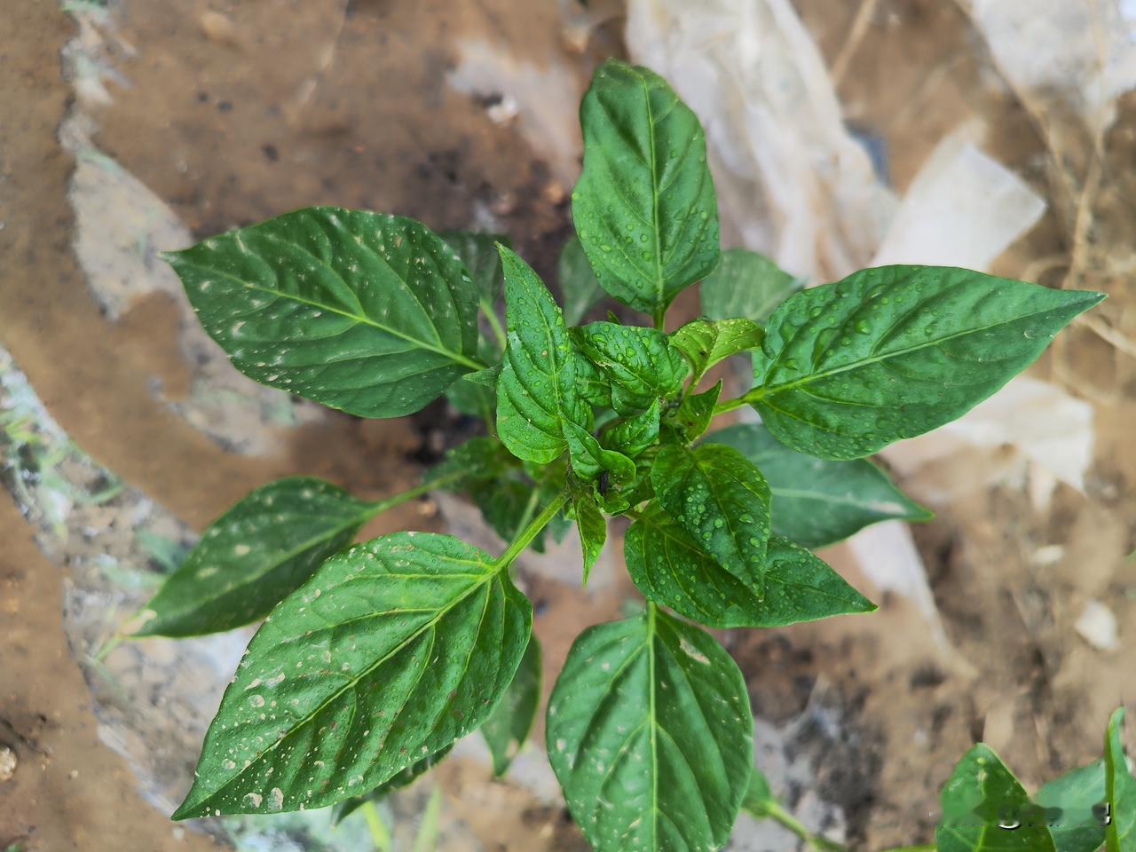 清明至谷雨这段时间移栽的瓜果蔬菜，已快速缓苗，生长旺盛。我家移栽的辣椒🌶️