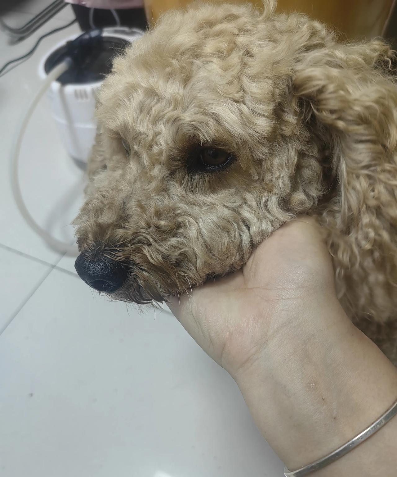 大伯哥今年45岁了，前几天终于结婚了，他的妻子比他小了二十岁，婚后不久生下一个女