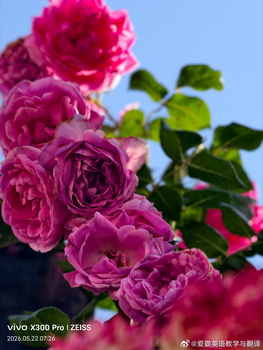 一丛月季，揽尽晓风与朝阳🌺