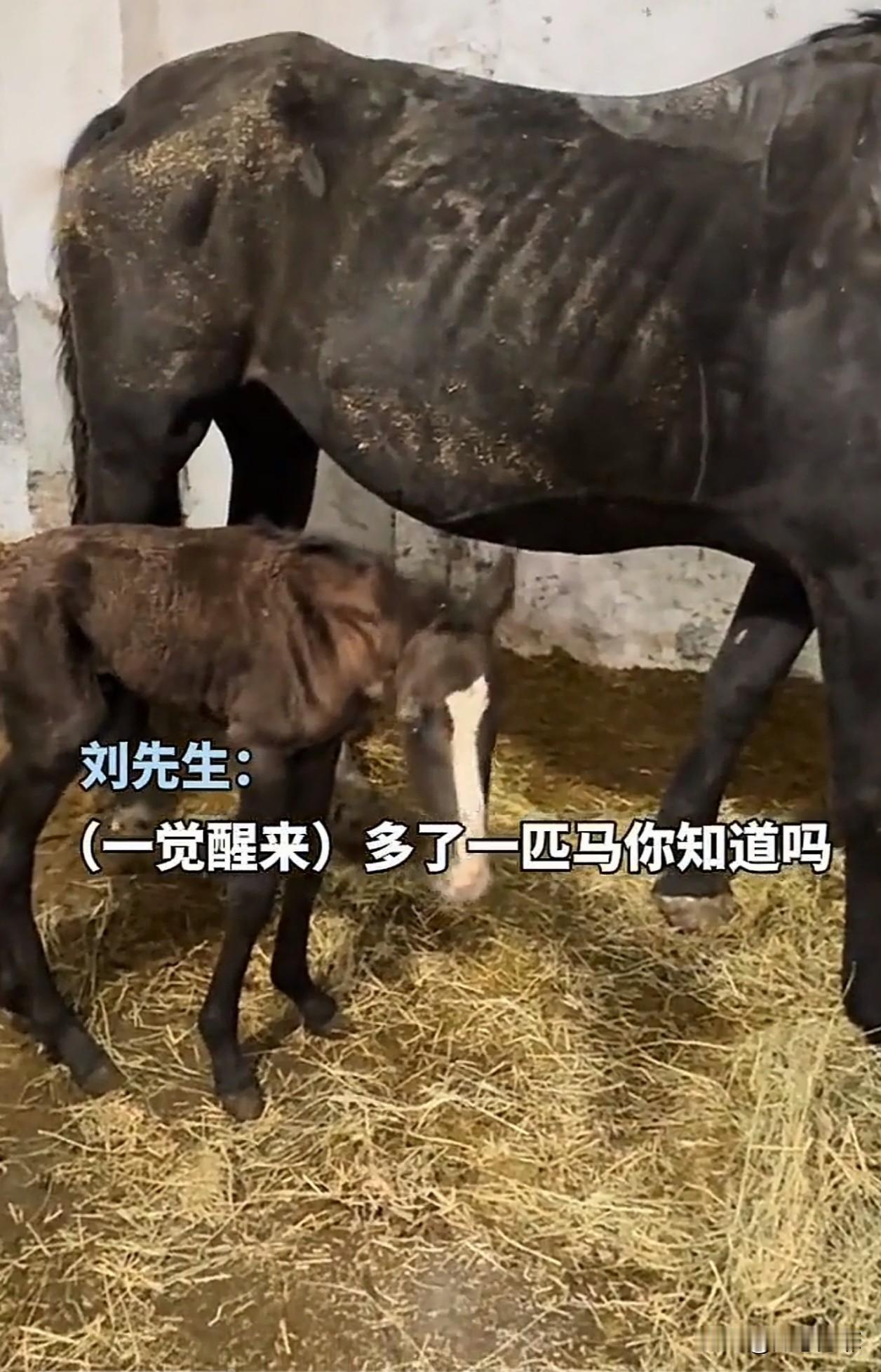 男子从朋友手里低价买下了一匹被认为“有问题”的母马，某天一觉醒来，母马身旁居然多