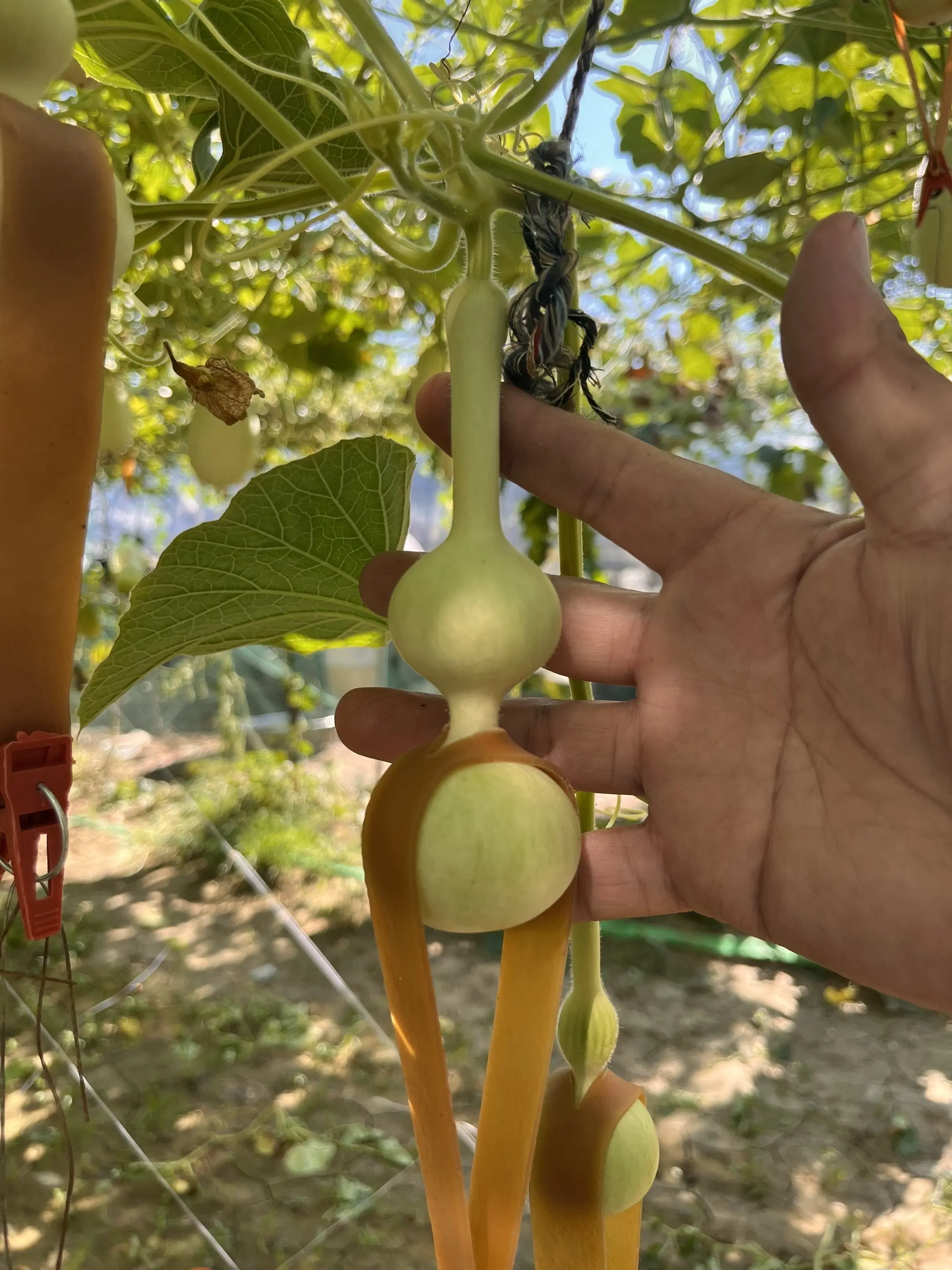 看看我今年种的葫芦。