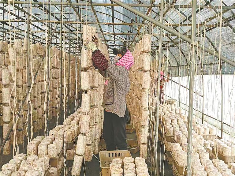 大棚黑木耳挂袋忙