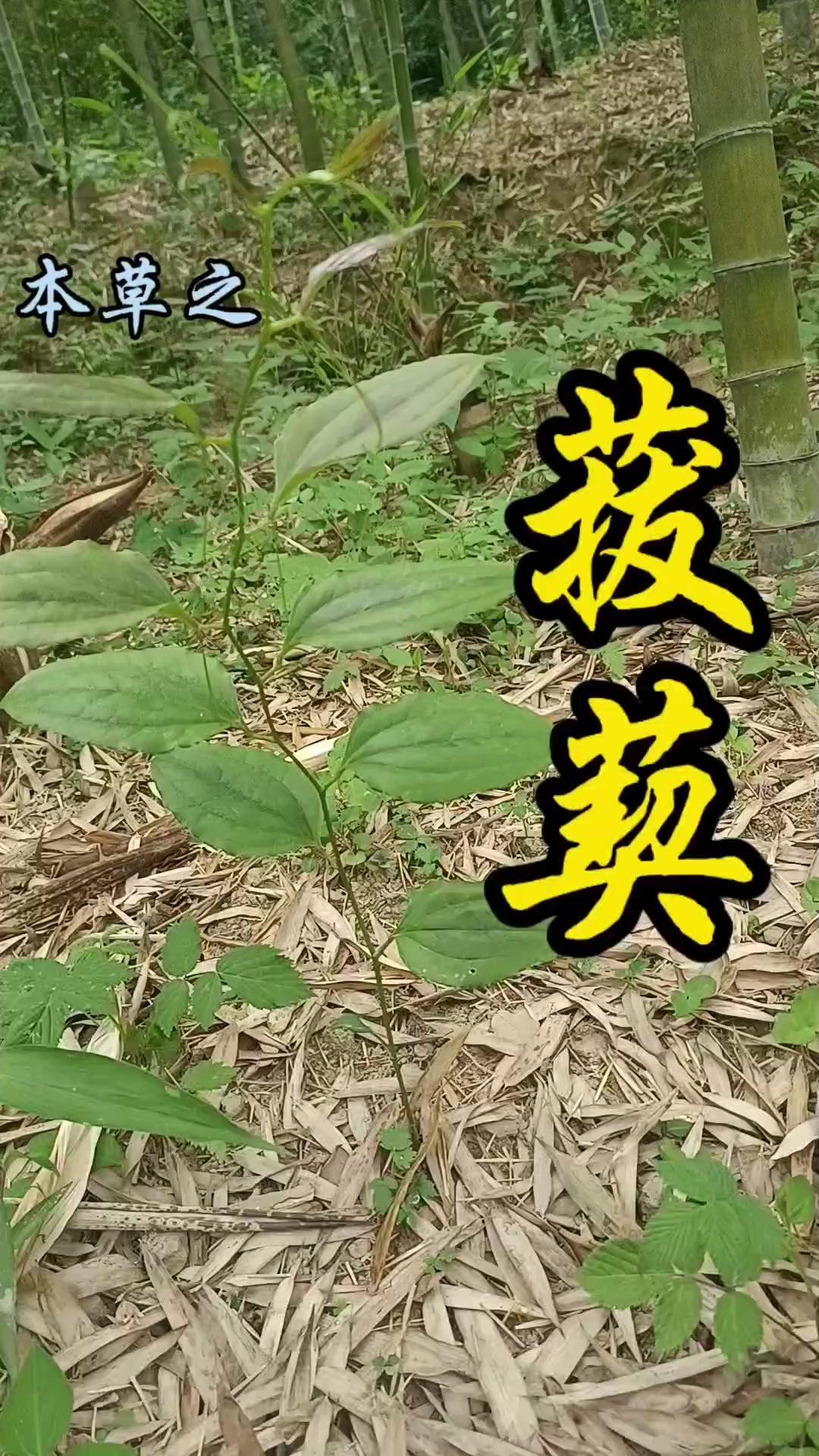 山间常见的金刚刺，学名菝葜，是种多年生藤本落叶攀援植物。茎干坚硬，长有尖刺，叶片