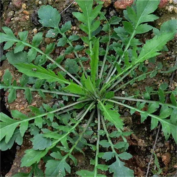 食品安全越来越重要，有没有一些蔬菜不用打药就可以长的很好呢？有的。以下是一些不打