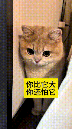 这视频我看好几遍，真是笑死人！这只大橘猫个头不小，反倒被家里更小的小猫撵得没处躲