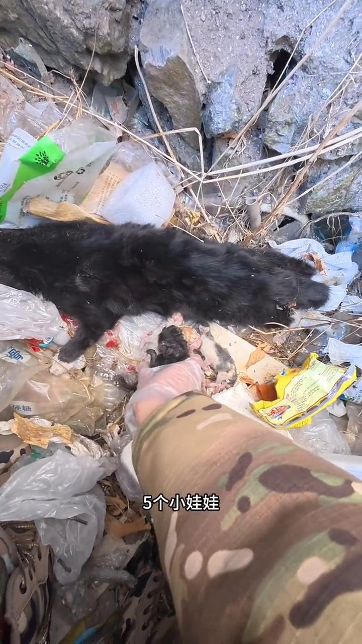 帮助六只流浪猫母子入土为安。见到了这辈子最不想见到的画面，还活着吗？5个小娃娃