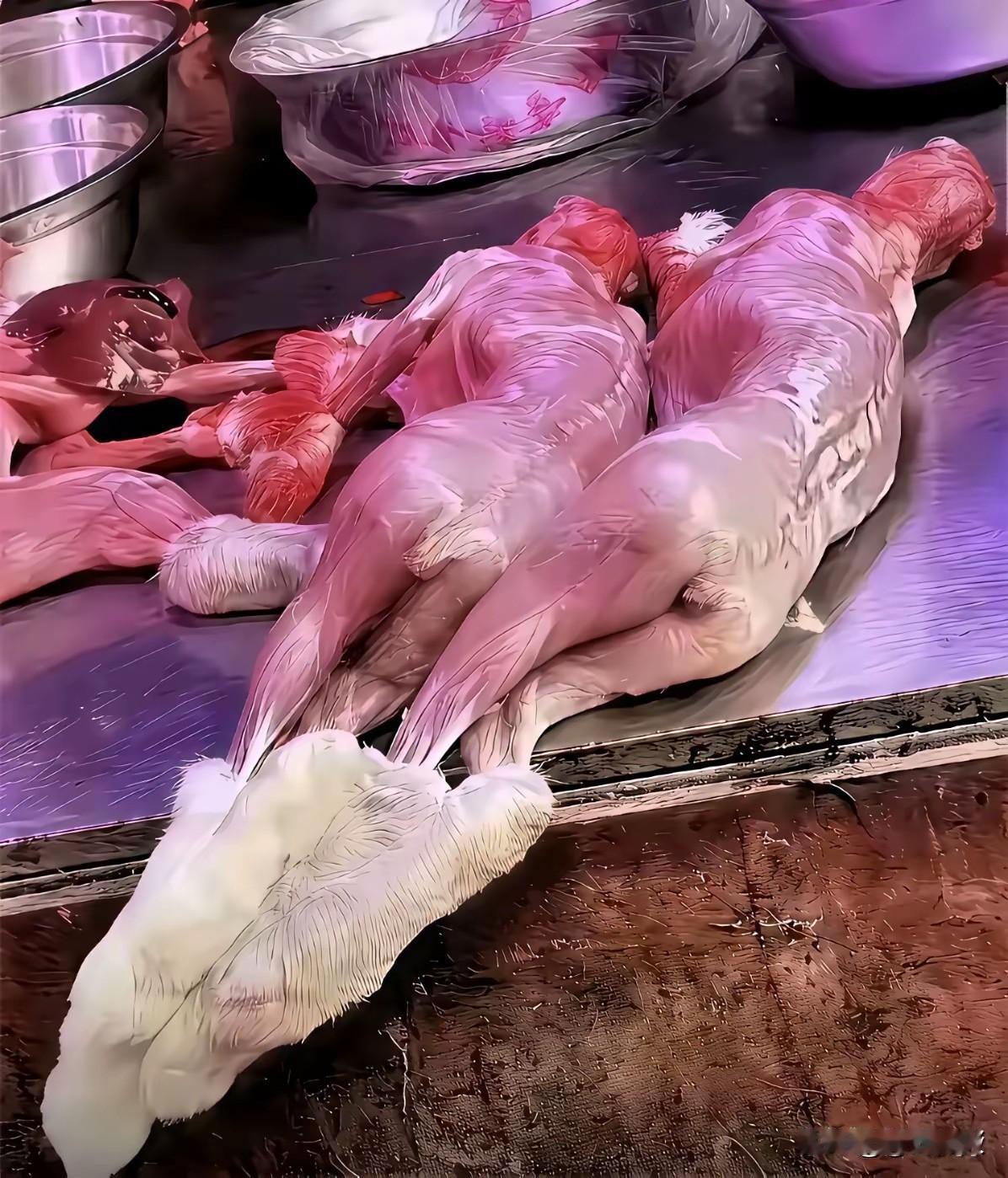 看了瘆得慌。没有杀戮就没有伤害。放过这些小生灵吧。我们同享一片蓝天同踩一片