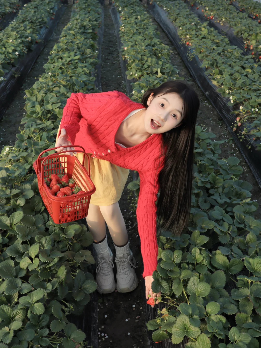 天气这么好 一起去摘草莓吧～
