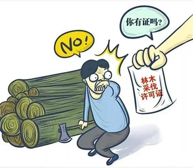 广东，一男子在自己承包的山林里雇人砍了2公顷多杉木想卖钱，结果没办采伐许可证直接