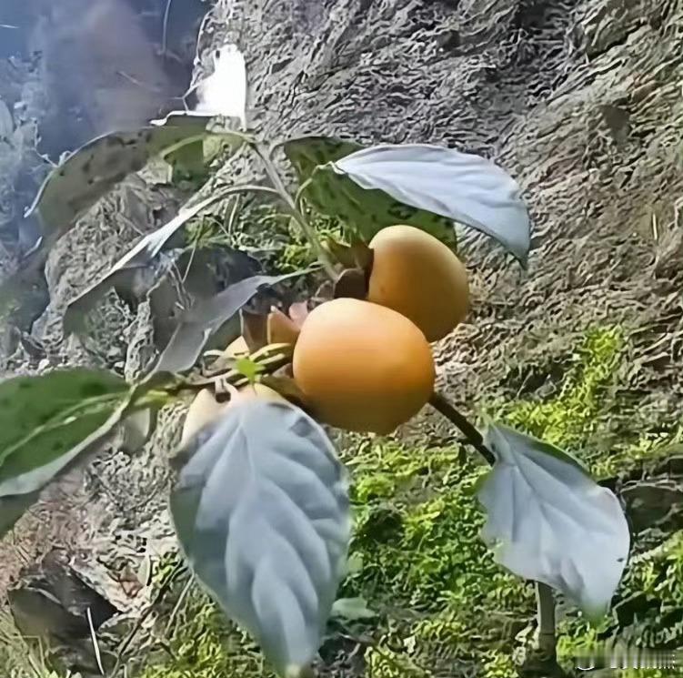 长在悬崖上的果实，一般都是非常精贵的，这种水果是神仙果吗？​​​