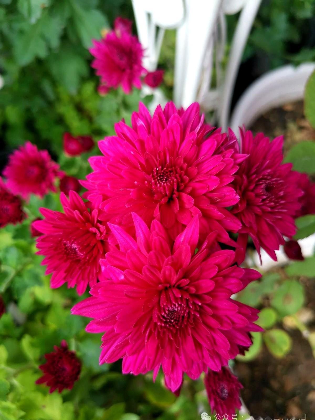 中国奥运史上最年轻的三金得主，竟然是她！巴黎那个晚上，10米跳台，全红婵一跳