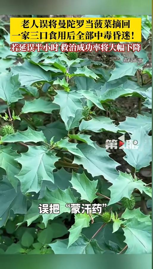 “悲剧还是发生了！”6月6日报道，山东东营，一老人在地里发现了曼陀罗幼苗，结果老
