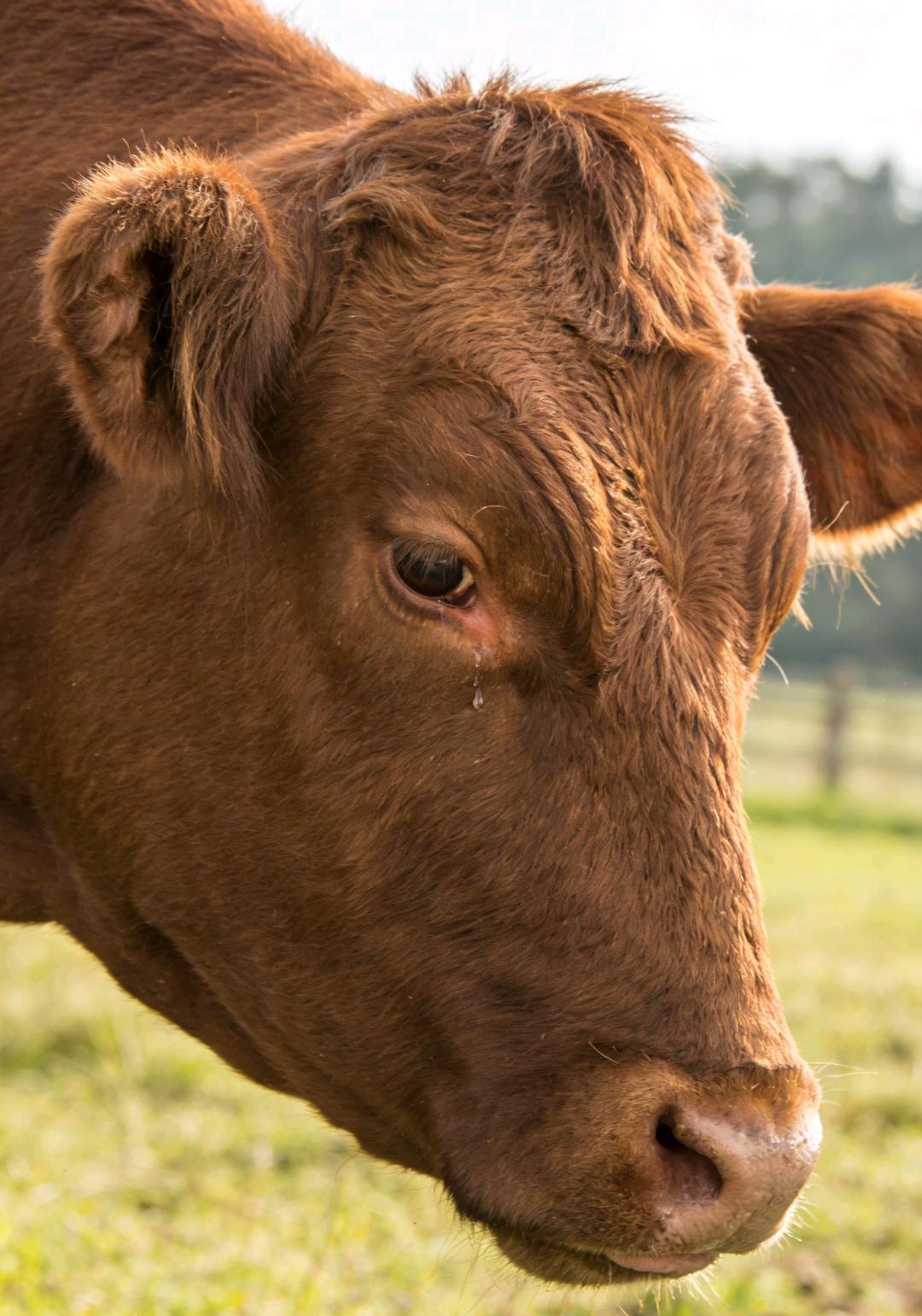烹牛以牛粪，牛在锅中问。汝乃吾所拉，为何将吾炖？