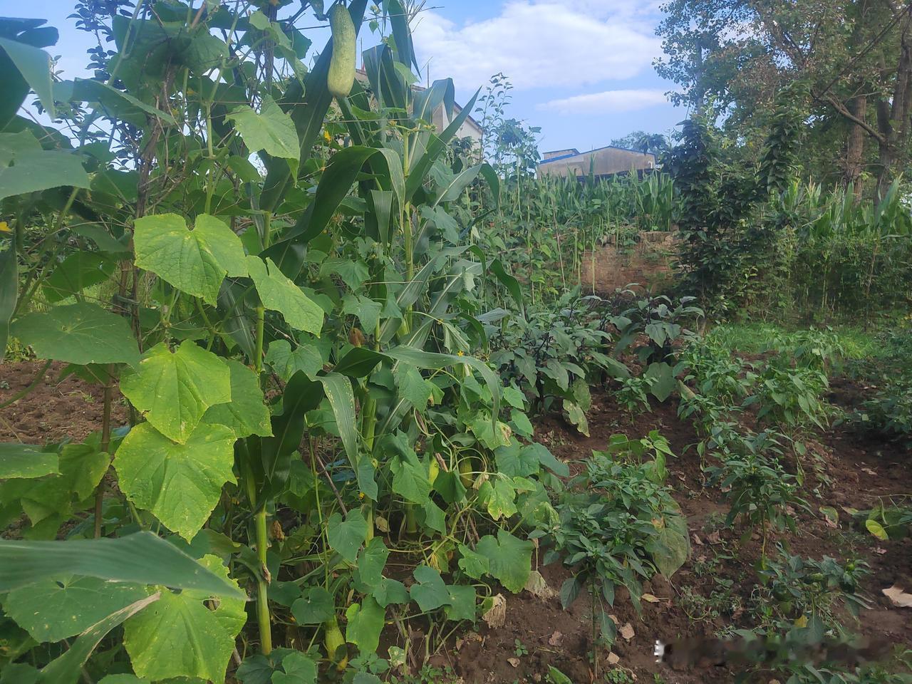端午去老丈人家，你看沉甸甸的桃子，田园风光，绿意盎然，丰收在望！🌿🌾