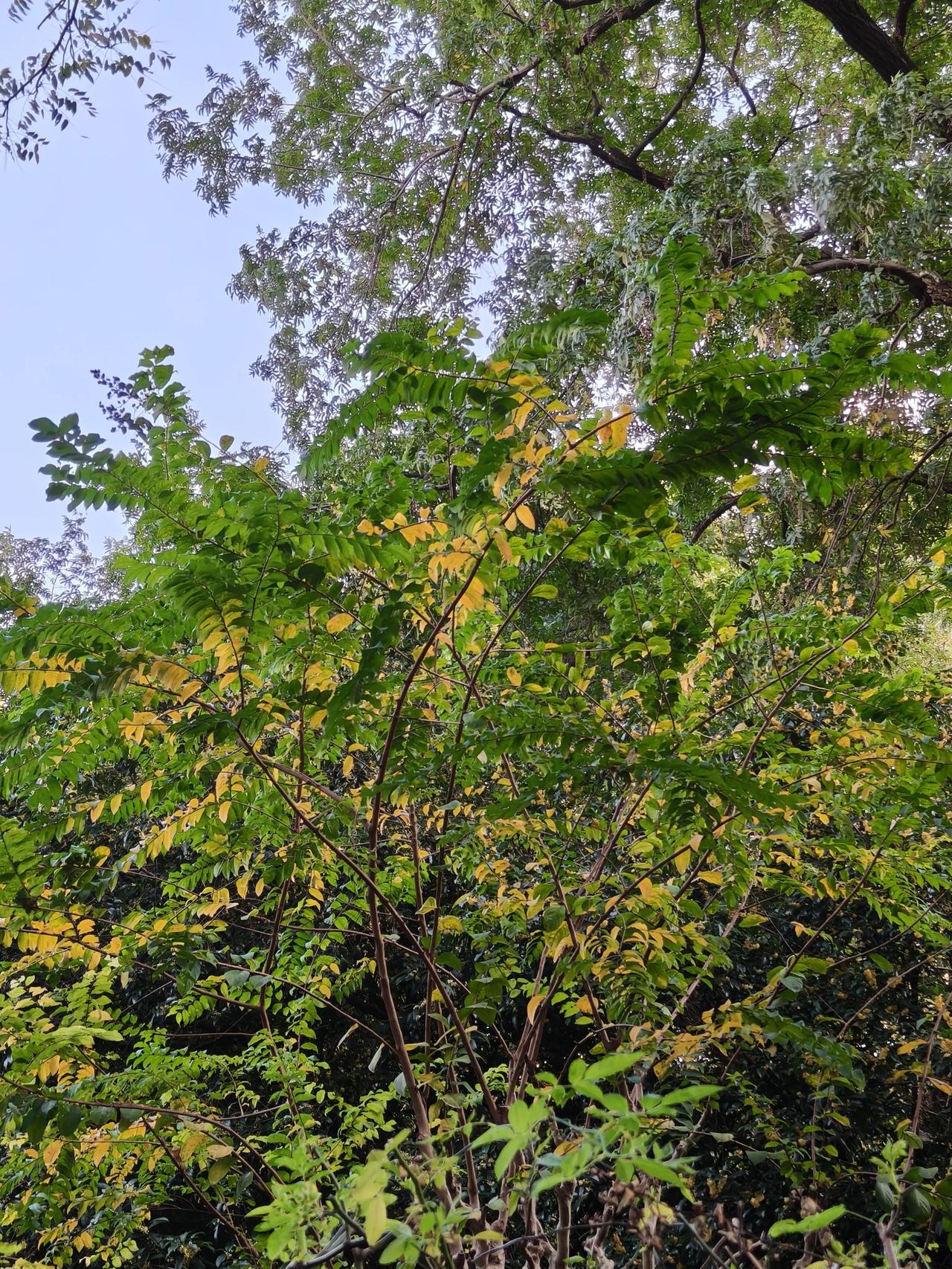 冬日美景随手拍实景图分享！鲁迅公园走一圈～散步随手拍🌲🌲🌲🌸🌸