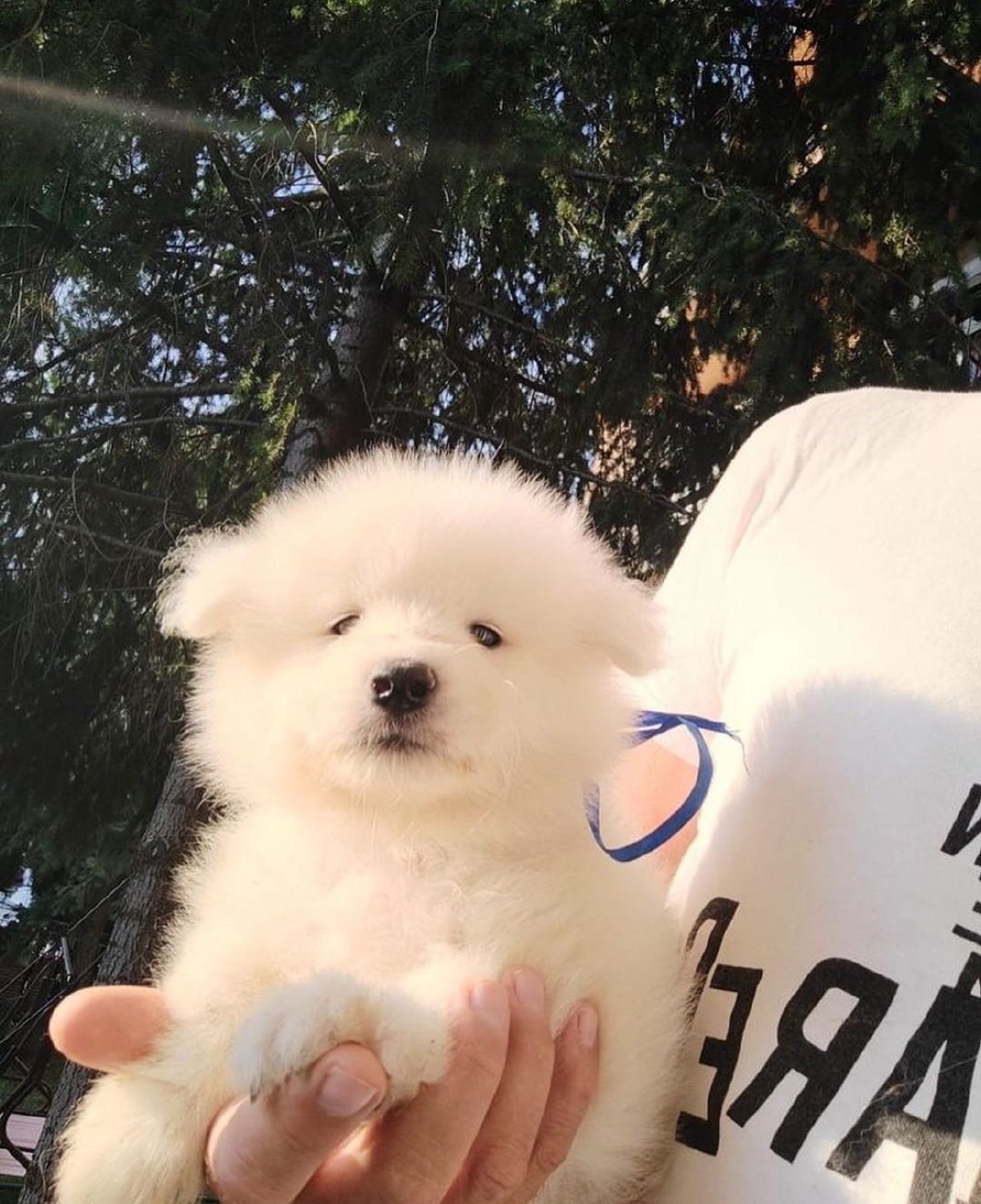 萨摩耶：我是家里的嫡长狗，是妈妈的掌上明珠！​​​