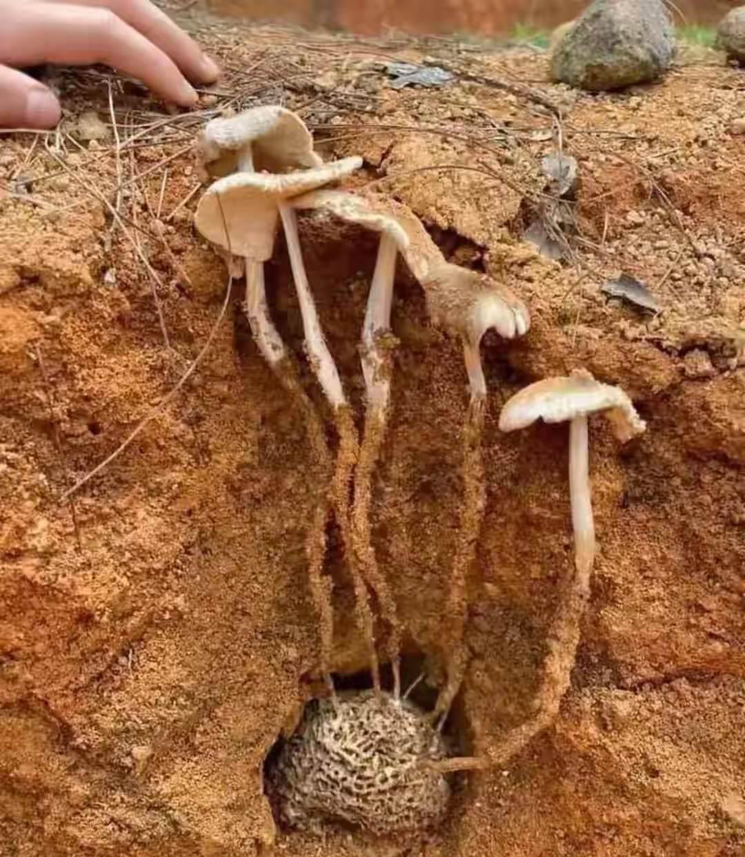 原来是从蚂蚁窝里面长出来的