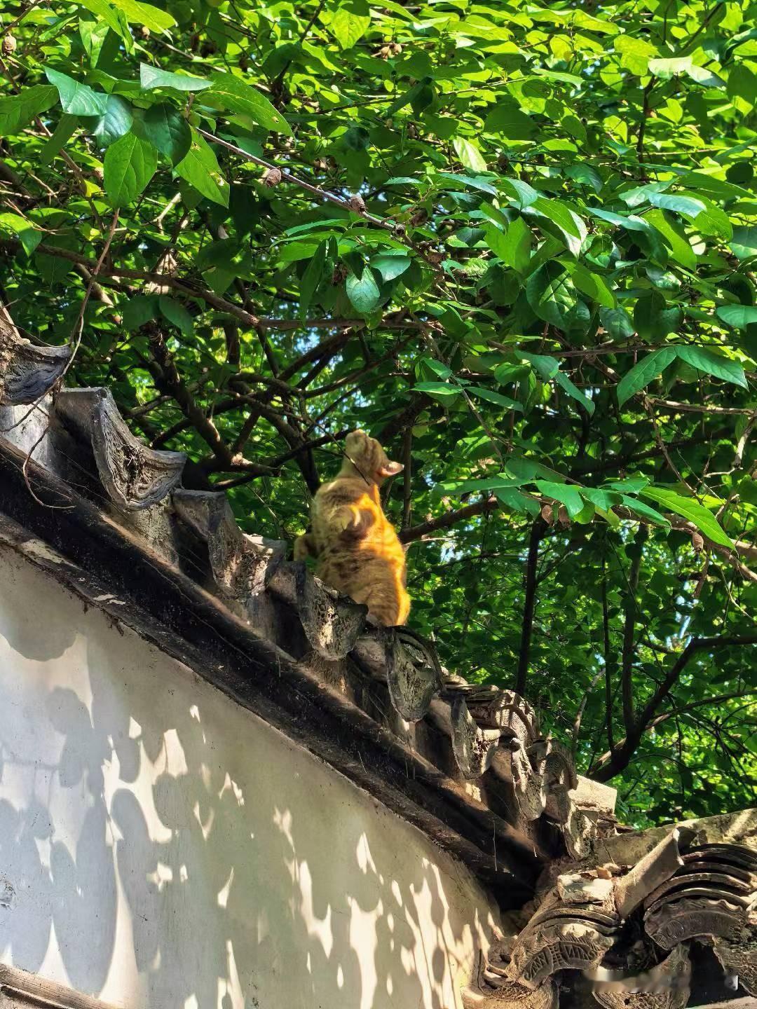 我觉得没必要直接取消物业，真取消了小区垃圾没人清、电梯坏了没人修，反而更乱！关键