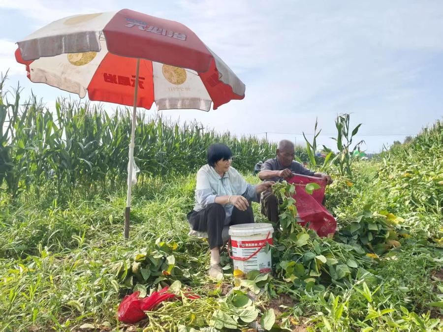 订单直达日本! 菏泽这片毛豆田闯出外向型致富路