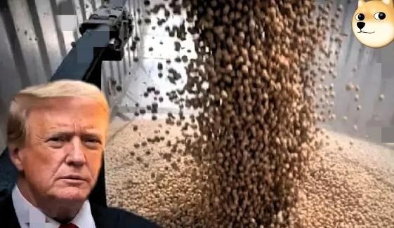 美国大豆农民要哭了！中国又大量采购美国大豆，并放宽了对美的稀土供应，可换来的却是