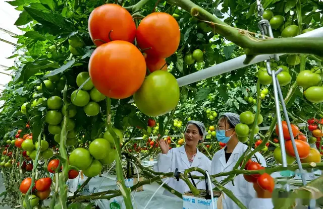 这才叫真正的万能肥, 效果是其他肥料的5倍, 好几年才摸索出来