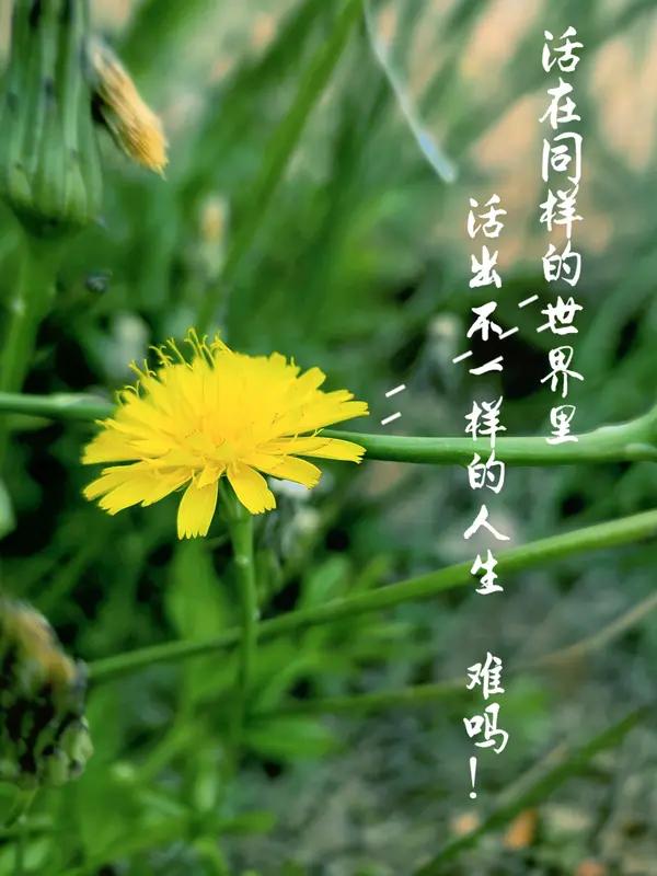 你读过最有哲理的一句话