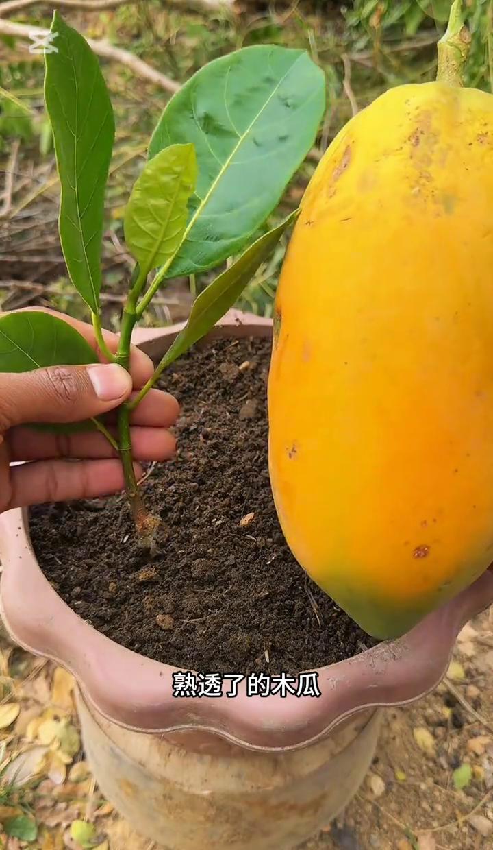 别整那些花里胡哨的，木瓜塞菠萝蜜枝条？听着像玄学。真想种活，别靠果肉续命，得