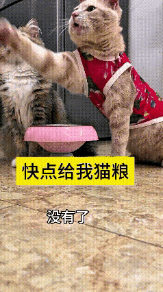 这段视频反反复复看了好几遍，实在让人忍不住发笑。猫粮吃完，两只小猫特别机灵，伸出